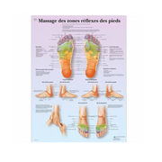 Planche anatomique - Massage des zones réflexes des pieds - 3B Scientific - My Médical