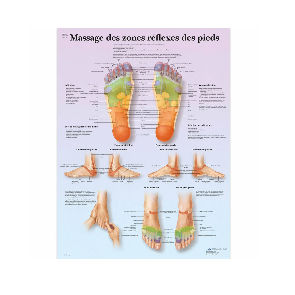 Planche anatomique - Massage des zones réflexes des pieds - 3B Scientific - My Médical