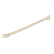 Fibula - Anatomie et pathologie