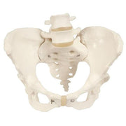 Squelette du bassin, féminin - Anatomie et pathologie - 3B Scientific