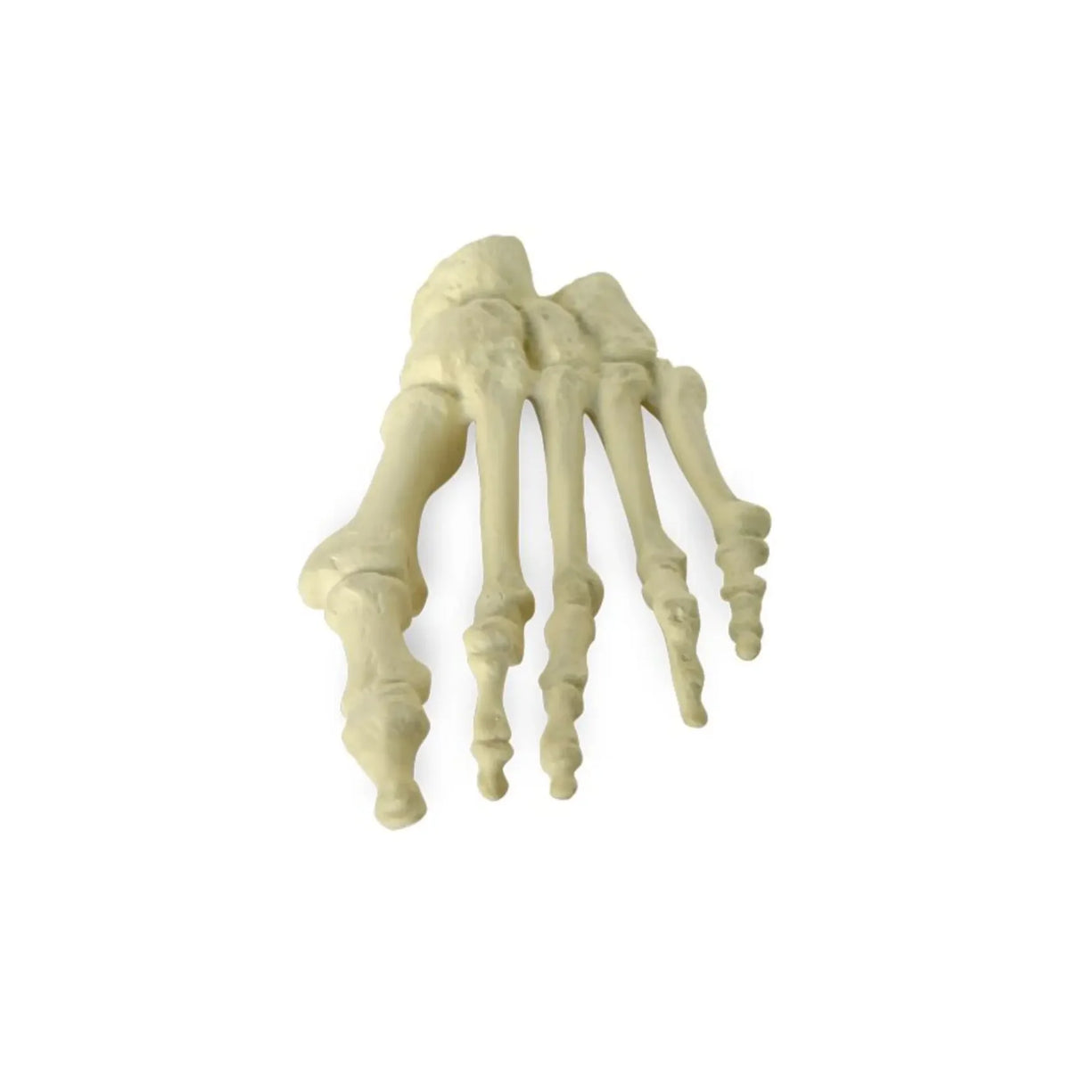 Pied plastique physiologique - My Médical