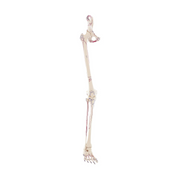Squelette de la jambe avec moitié du bassin + Muscles dessinés - My Médical