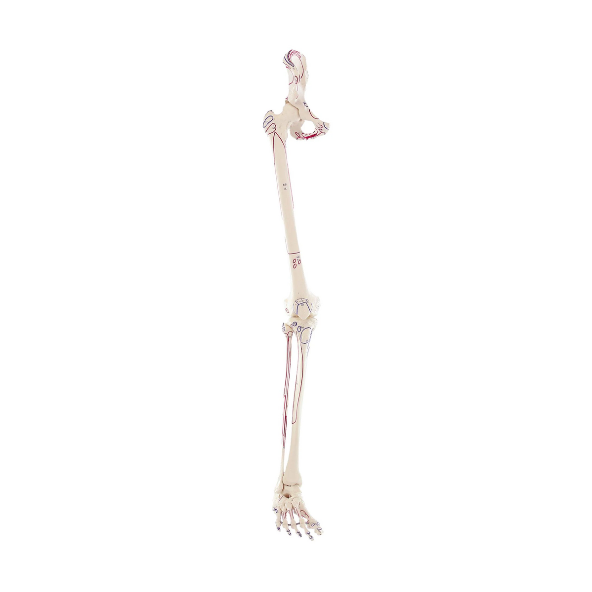 Squelette de la jambe avec moitié du bassin + Muscles dessinés - My Médical