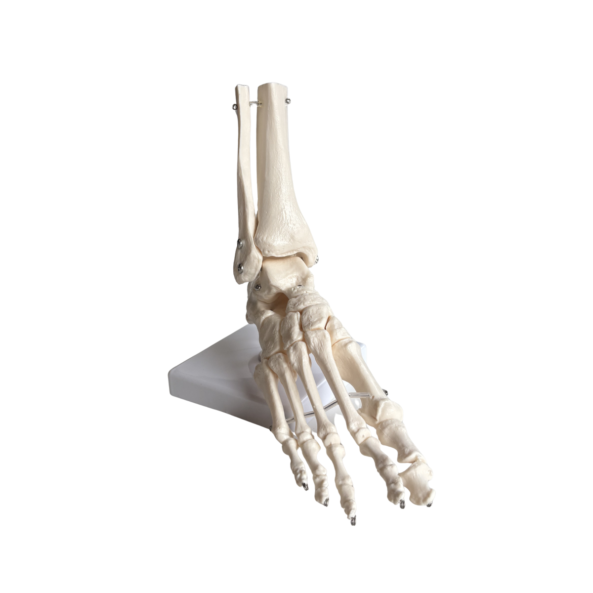 Squelette du pied articulé - My Podologie - My Médical