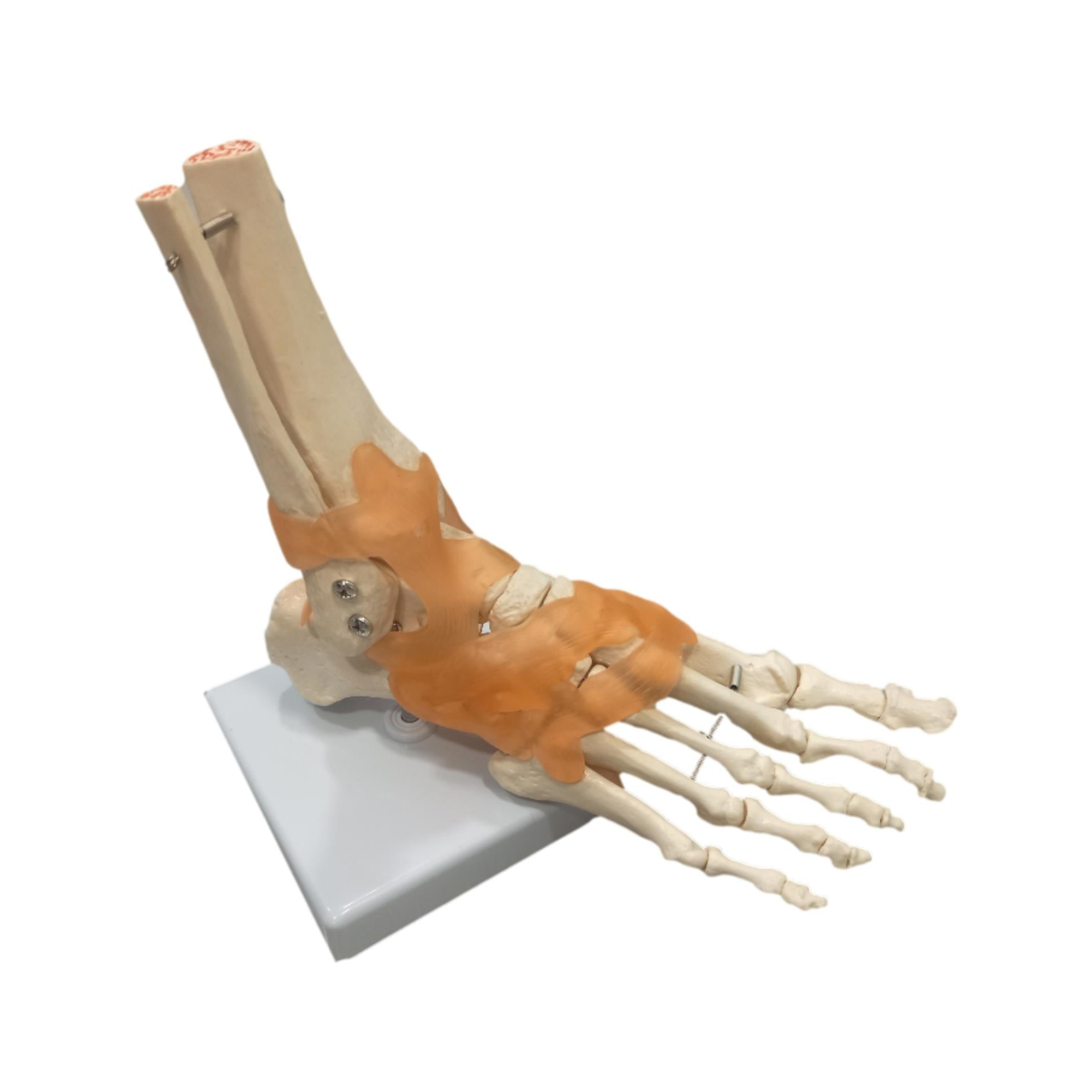 Squelette du pied sur base - My Podologie - My Médical
